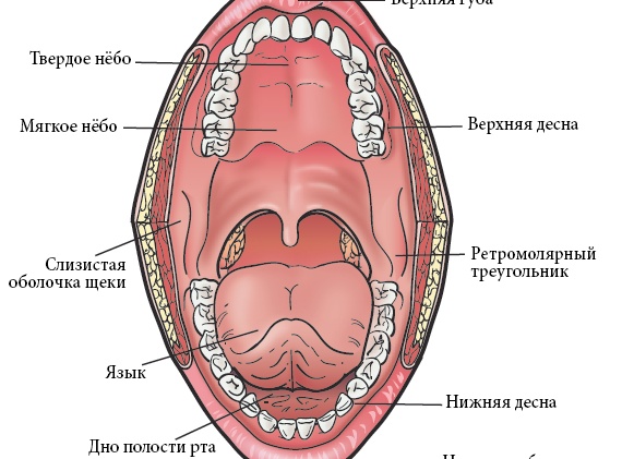ВСЕ О МРТ ЯЗЫКА И ПОЛОСТИ РТА